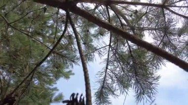 Orman havası manzarasında sonbaharın başlarında. Karışık orman, yeşil kozalaklı ağaçlar, sarı yapraklı yaprak döken yapraklar. Sonbahar renkleri kırsal orman. İnsansız hava aracı doğadaki renkli dokunun üzerinde döner