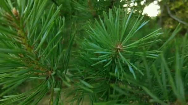 Principios Otoño Vista Aérea Del Bosque Bosque Mixto Coníferas Verdes — Vídeo de stock