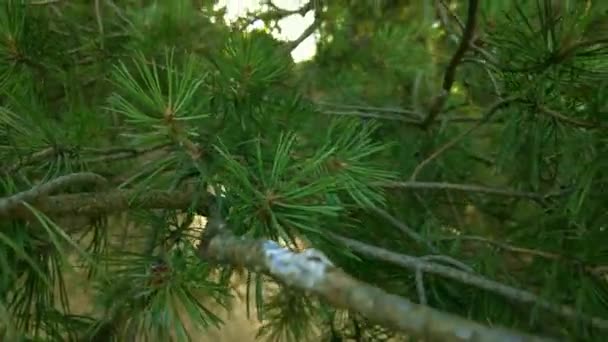 Tidig Höst Skogen Antenn Ovanifrån Blandskog Gröna Barrträd Lövträd Med — Stockvideo