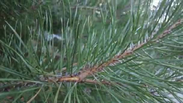 Principios Otoño Vista Aérea Del Bosque Bosque Mixto Coníferas Verdes — Vídeos de Stock