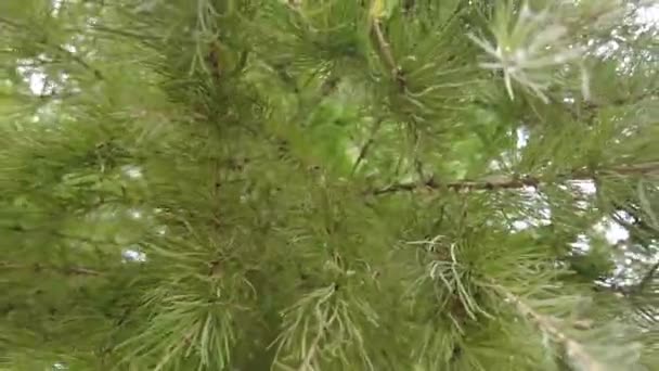 Frühherbst Wald Luftaufnahme Von Oben Mischwald Grüne Nadelbäume Laubbäume Mit — Stockvideo