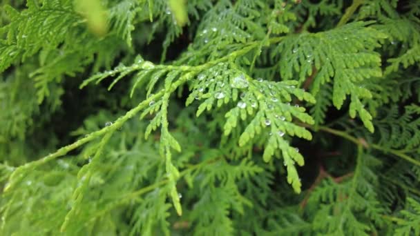 Early Autumn Forest Aerial Top View Mixed Forest Green Conifers — Stock Video