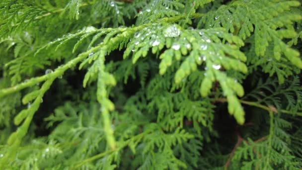 Vroeg Herfst Het Bos Bovenaanzicht Gemengde Bossen Groene Naaldbomen Loofbomen — Stockvideo