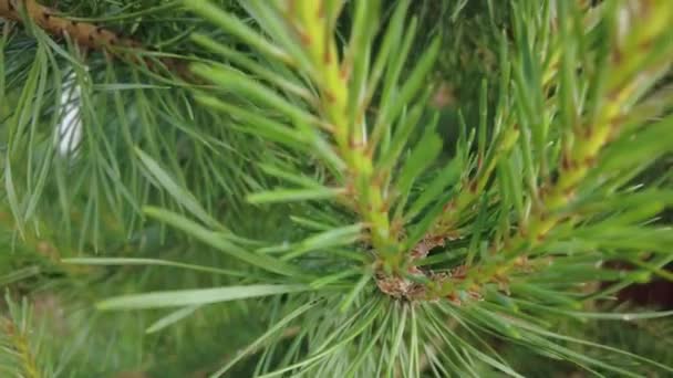 Início Outono Vista Aérea Superior Floresta Floresta Mista Coníferas Verdes — Vídeo de Stock