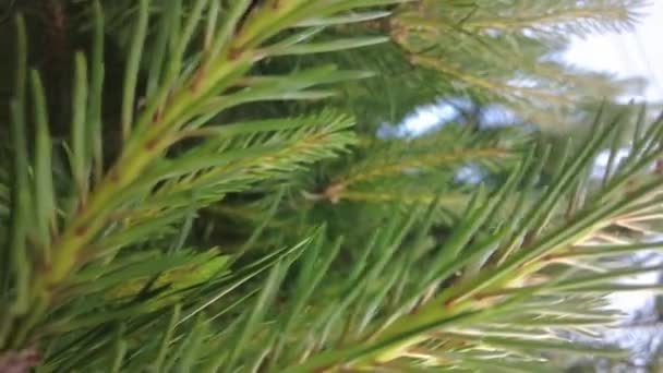 Early Autumn Forest Aerial Top View Mixed Forest Green Conifers — Stock Video