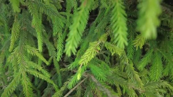 Frühherbst Wald Luftaufnahme Von Oben Mischwald Grüne Nadelbäume Laubbäume Mit — Stockvideo