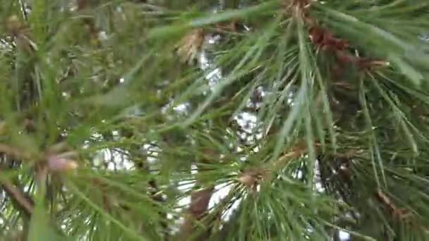 Wczesna Jesień Lesie Widok Góry Las Mieszany Zielone Drzewa Iglaste — Wideo stockowe