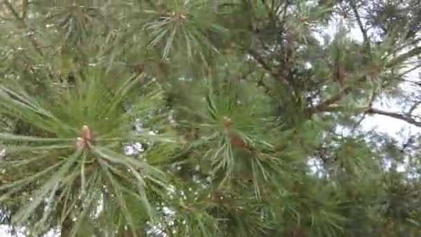 Inizio Autunno Nella Foresta Aerea Vista Dall Alto Foresta Mista — Video Stock