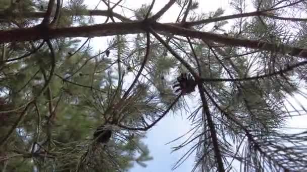 Kora Ősz Erdei Légi Kilátásban Vegyes Erdő Zöld Tűlevelű Fák — Stock videók