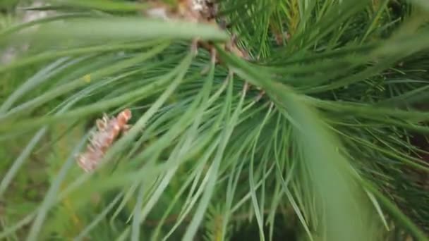 Frühherbst Wald Luftaufnahme Von Oben Mischwald Grüne Nadelbäume Laubbäume Mit — Stockvideo