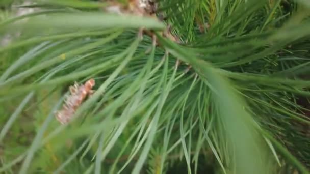 Early Autumn Forest Aerial Top View Mixed Forest Green Conifers — Stock Video