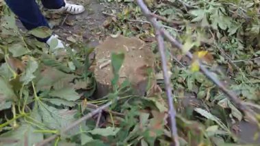 Adam odun kırıyor. Yakacak odun topluyorum.