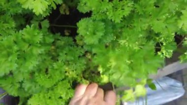 Çiftçi yatağında maydanoz ve sebze keser.