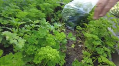 Çiftçi yatağında maydanoz ve sebze keser.