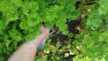 Çiftçi yatağında maydanoz ve sebze keser.