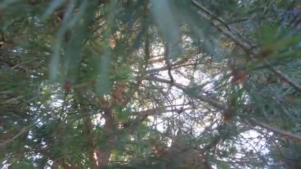 Early Autumn Forest Aerial Top View Mixed Forest Green Conifers — Stock Video