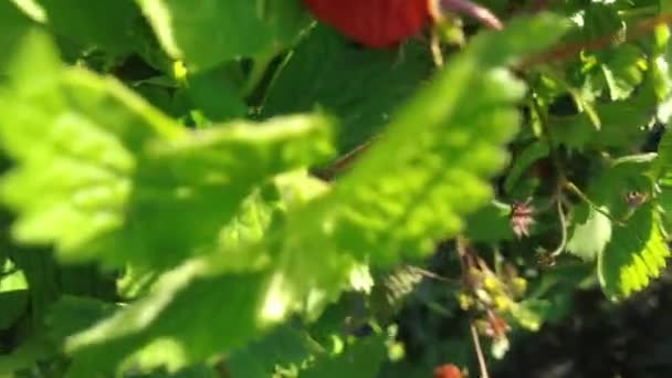 Morango Jardim Simplesmente Morango Fragaria Ananassa Uma Espécie Híbrida Amplamente — Vídeo de Stock