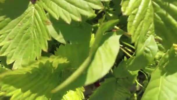 Garden Strawberry Simply Strawberry Fragaria Ananassa Widely Grown Hybrid Species — Stock Video