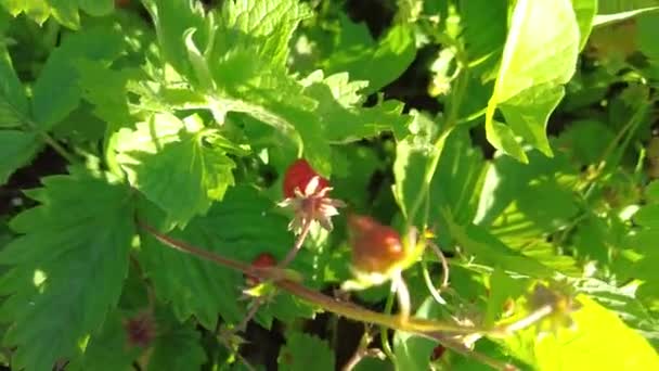 Fragola Giardino Semplicemente Fragola Fragaria Ananassa Una Specie Ibrida Ampiamente — Video Stock