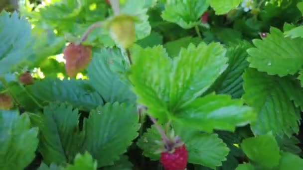 Fragola Giardino Semplicemente Fragola Fragaria Ananassa Una Specie Ibrida Ampiamente — Video Stock