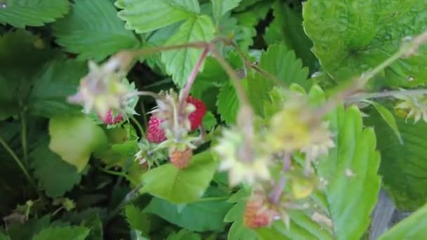 Φράουλα Κήπου Απλά Φράουλα Fragaria Ananassa Είναι Ένα Ευρέως Καλλιεργούμενο — Αρχείο Βίντεο