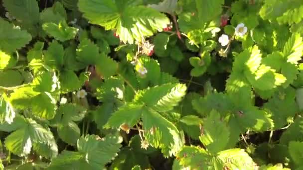 Fresa Jardín Simplemente Fresa Fragaria Anananassa Una Especie Híbrida Ampliamente — Vídeos de Stock