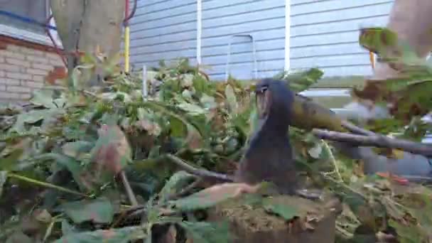 Homem Está Cortar Madeira Colheita Lenha — Vídeo de Stock