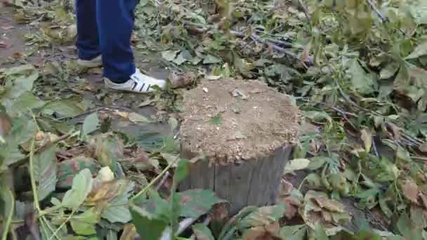 Man Hout Aan Het Hakken Brandhout Oogsten — Stockvideo