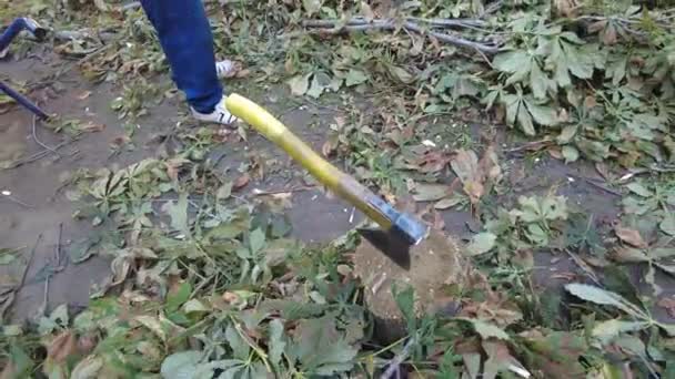 Hombre Está Cortando Leña Recogida Leña — Vídeo de stock