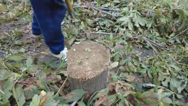 Man Chopping Wood Harvesting Firewood — Stock Video