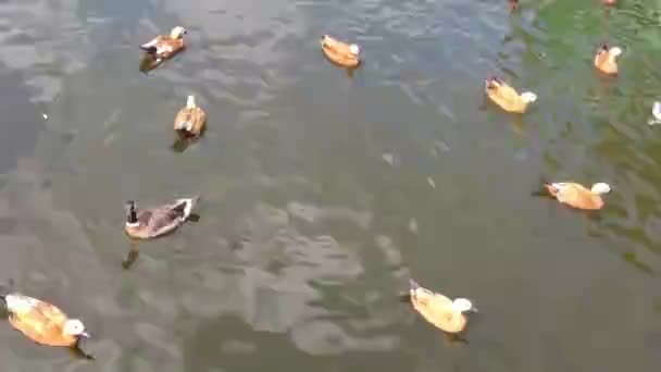 Patos Patinhos Nadam Lago Água Lamacenta Entre Galhos Busca Comida — Vídeo de Stock