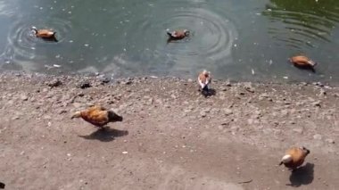 Ördekler ve ördekler yiyecek bulmak için dalların arasında çamurlu sularda gölde yüzerler. Gölet ağaçları ve gökyüzünü yansıtır. Güzel ördekler kuşlar hayvanlar vahşi yaşam