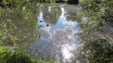 Ördekler ve ördekler yiyecek bulmak için dalların arasında çamurlu sularda gölde yüzerler. Gölet ağaçları ve gökyüzünü yansıtır. Güzel ördekler kuşlar hayvanlar vahşi yaşam