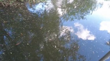 Ördekler ve ördekler yiyecek bulmak için dalların arasında çamurlu sularda gölde yüzerler. Gölet ağaçları ve gökyüzünü yansıtır. Güzel ördekler kuşlar hayvanlar vahşi yaşam