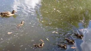 Ördekler ve ördekler yiyecek bulmak için dalların arasında çamurlu sularda gölde yüzerler. Gölet ağaçları ve gökyüzünü yansıtır. Güzel ördekler kuşlar hayvanlar vahşi yaşam