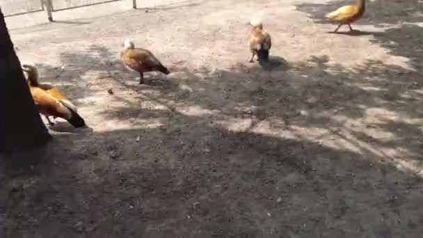 Ducks Ducklings Swim Lake Muddy Water Twigs Search Food Pond — Stock Video