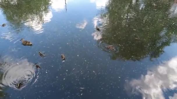 오리와 오리들은 먹이를 진흙투성이 속에서 호수에서 헤엄을 연못은 나무와 하늘을 — 비디오