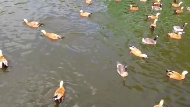 Patos Patinhos Nadam Lago Água Lamacenta Entre Galhos Busca Comida — Vídeo de Stock