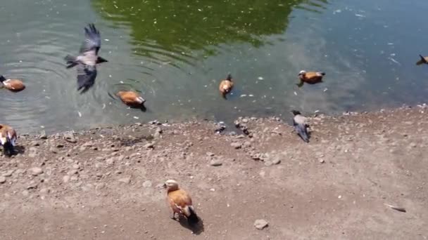 Качки Каченята Плавають Озері Брудній Воді Серед Гілок Пошуках Їжі — стокове відео