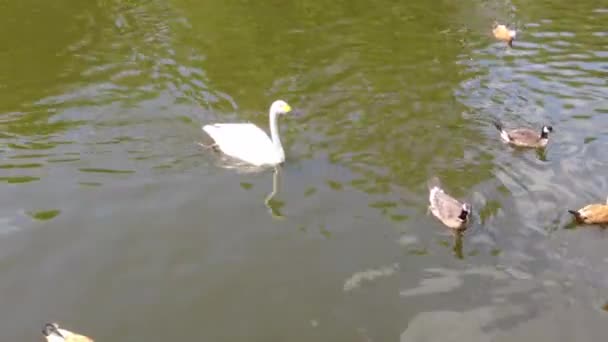 Ducks Ducklings Swim Lake Muddy Water Twigs Search Food Pond — Stock Video