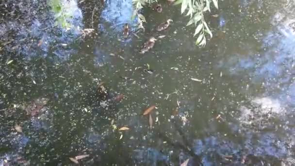 Patos Patinhos Nadam Lago Água Lamacenta Entre Galhos Busca Comida — Vídeo de Stock