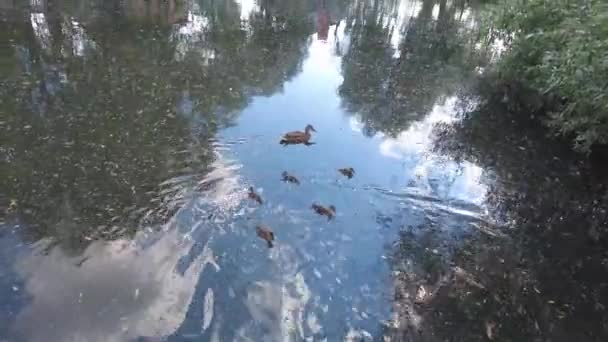 アヒルやアヒルは食べ物を求めて小枝の間の濁った水の中の湖で泳ぐ 池は木々や空を映し出しています 美しいアヒル鳥動物野生動物 — ストック動画