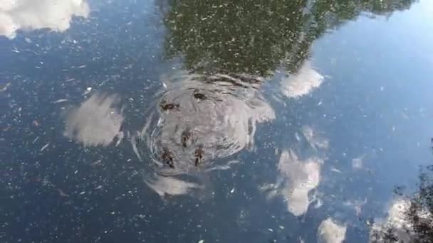 Patos Patinhos Nadam Lago Água Lamacenta Entre Galhos Busca Comida — Vídeo de Stock