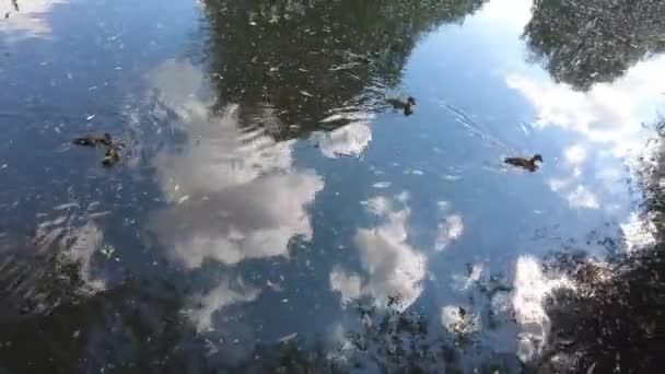 Anatre Anatroccoli Nuotano Nel Lago Nell Acqua Fangosa Tra Ramoscelli — Video Stock