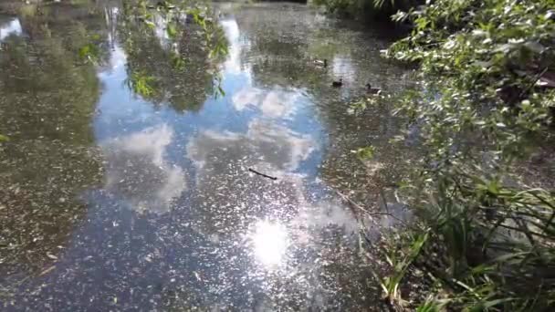 Canards Canetons Nagent Dans Lac Dans Eau Boueuse Parmi Les — Video