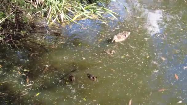 Ducks Ducklings Swim Lake Muddy Water Twigs Search Food Pond — Stock Video