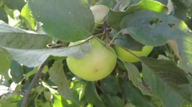 Elma ağacı. Güneşin arka planında olgun kırmızı elmalar. Meyve bahçesindeki dalda sallanan olgun sulu elmalar. Yakın plan. Tarım ürünleri hasat bahçe biçme konsepti, 4 bin.