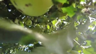 Elma ağacı. Güneşin arka planında olgun kırmızı elmalar. Meyve bahçesindeki dalda sallanan olgun sulu elmalar. Yakın plan. Tarım ürünleri hasat bahçe biçme konsepti, 4 bin.