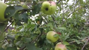 Elma ağacı. Güneşin arka planında olgun kırmızı elmalar. Meyve bahçesindeki dalda sallanan olgun sulu elmalar. Yakın plan. Tarım ürünleri hasat bahçe biçme konsepti, 4 bin.