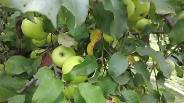 Elma ağacı. Güneşin arka planında olgun kırmızı elmalar. Meyve bahçesindeki dalda sallanan olgun sulu elmalar. Yakın plan. Tarım ürünleri hasat bahçe biçme konsepti, 4 bin.